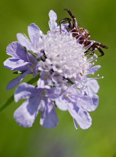 Xysticus sp.